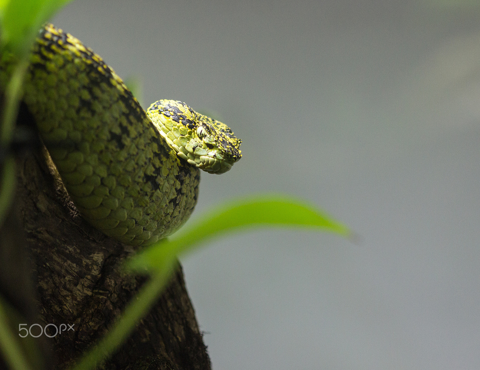 Canon EF 100mm F2.8 Macro USM sample photo. De mal humor photography