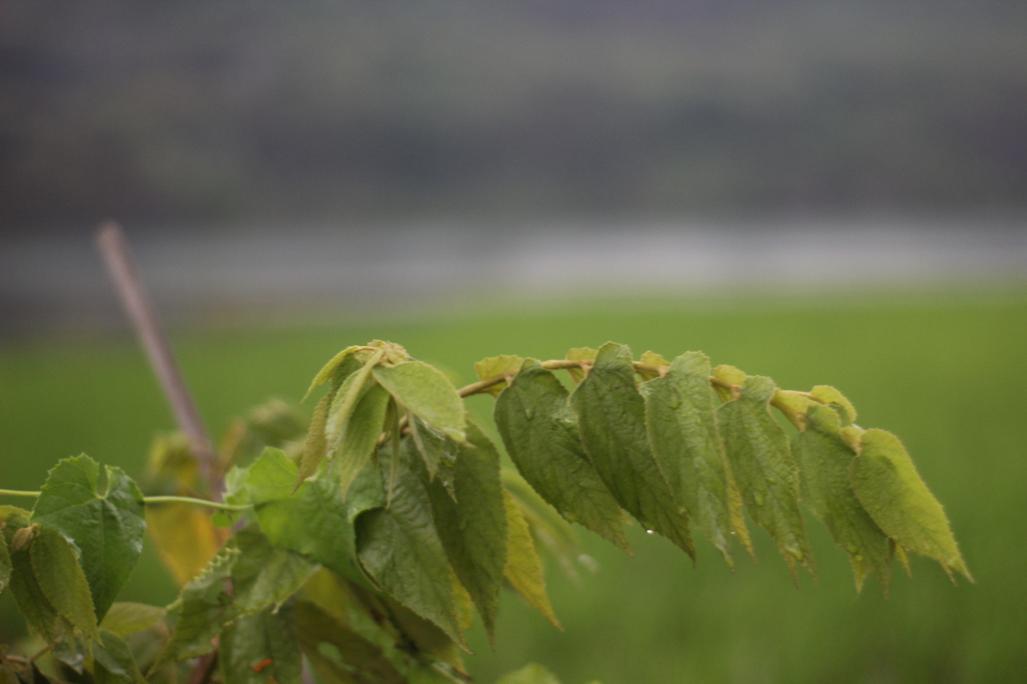 Canon 50mm sample photo. Img photography