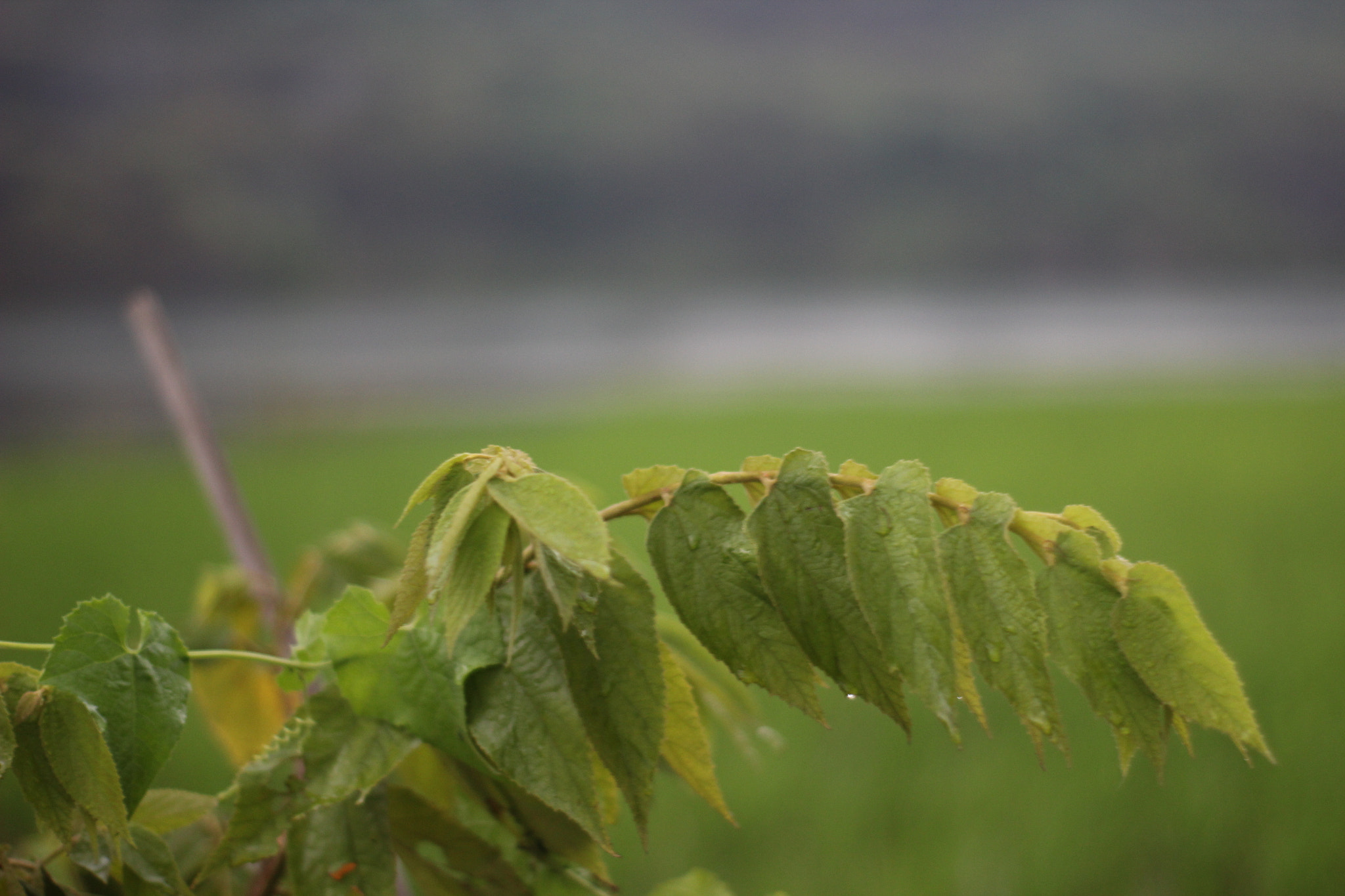 Canon EOS 1200D (EOS Rebel T5 / EOS Kiss X70 / EOS Hi) sample photo. Img photography