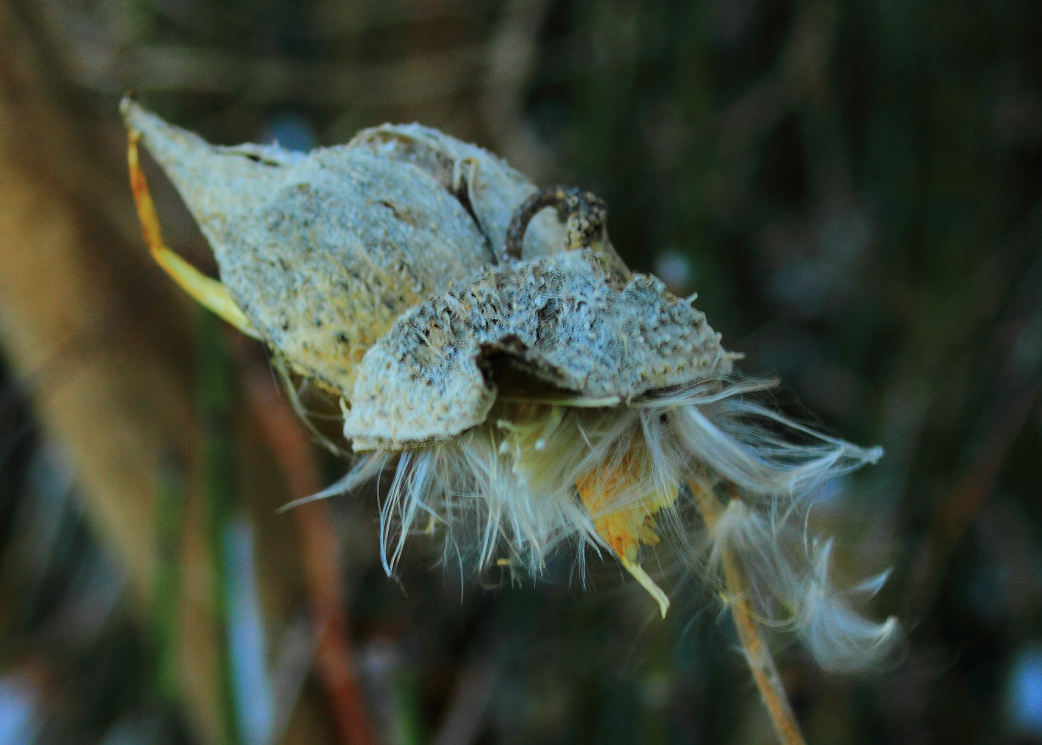 Canon EOS 7D sample photo. Seed pod photography