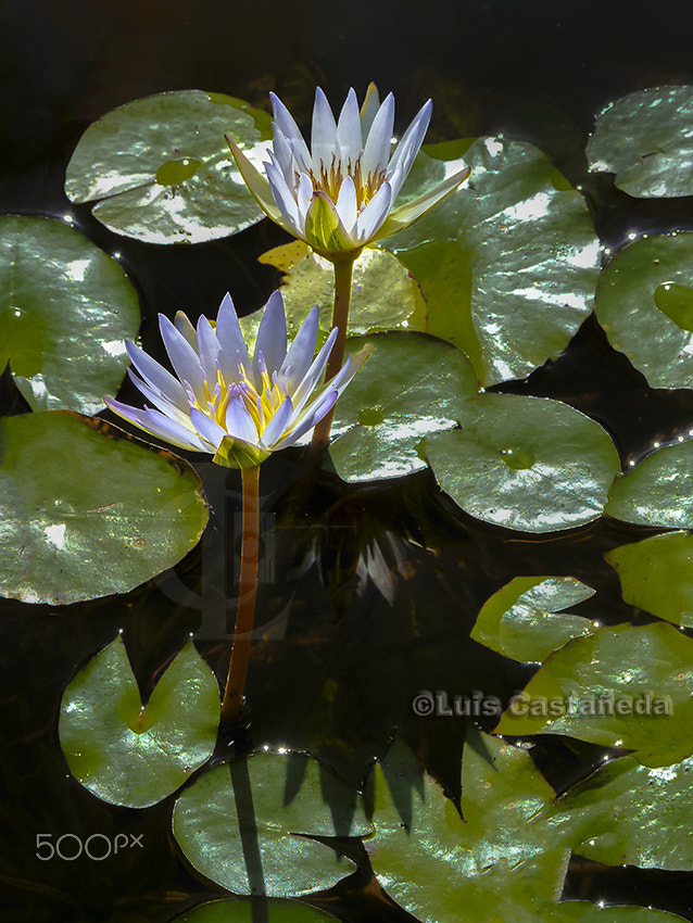 Panasonic Lumix DMC-ZS7 (Lumix DMC-TZ10) sample photo. Water lilies photography