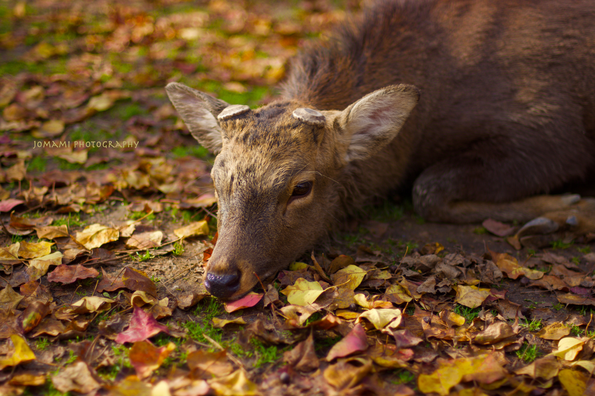 Nikon D7100 sample photo. Deer lying on fallen leaves photography