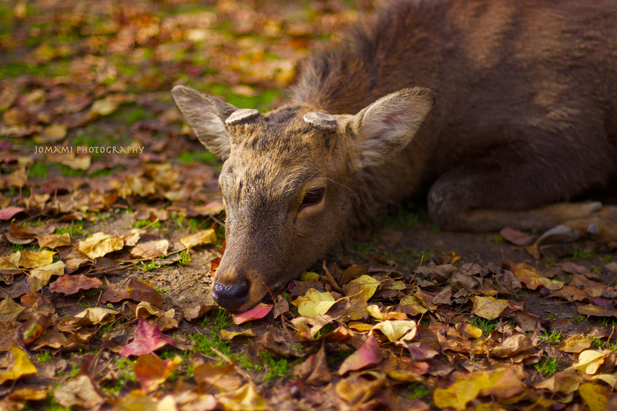 Nikon D7100 + AF Nikkor 50mm f/1.8 sample photo. Deer lying on fallen leaves photography