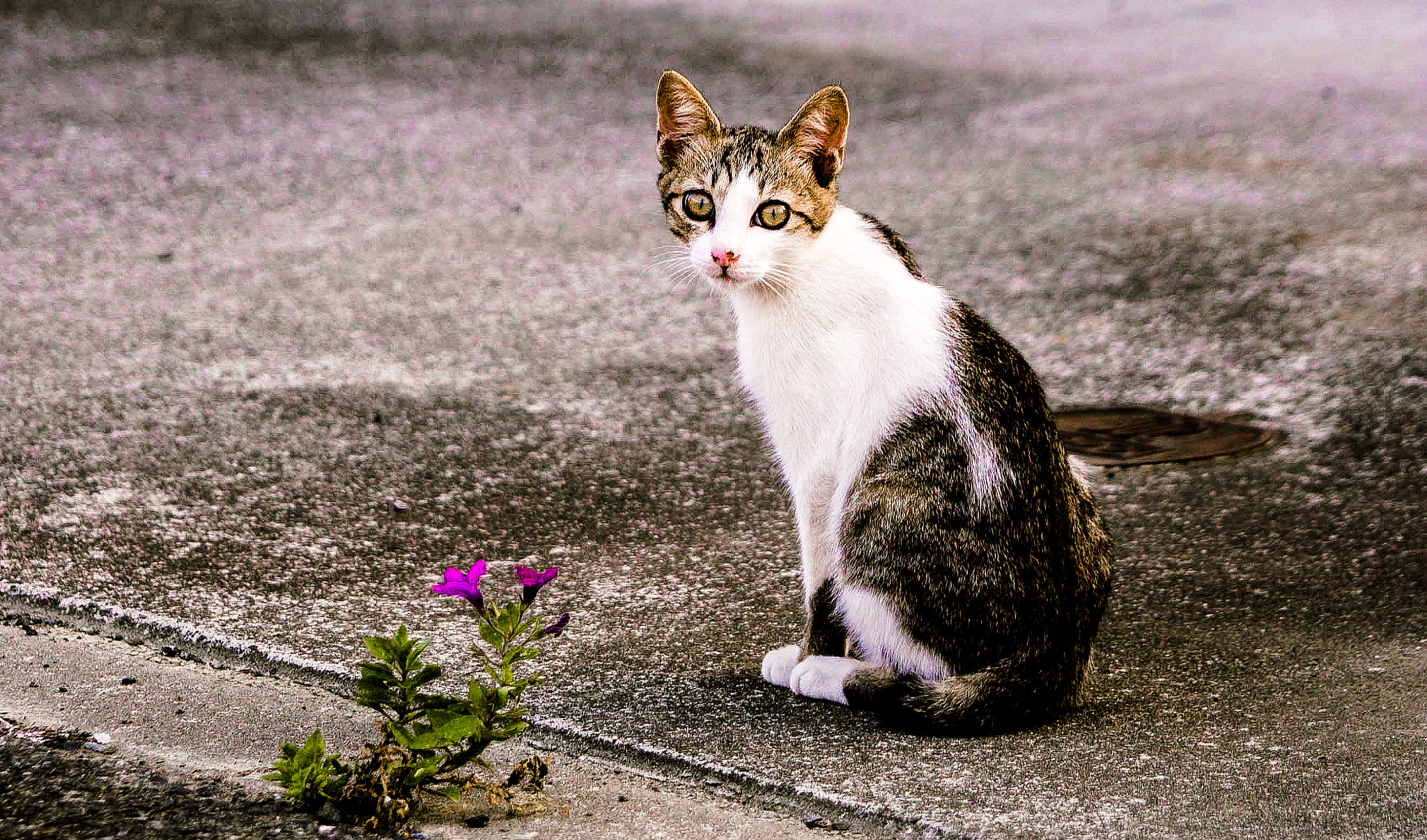 Sigma SD14 sample photo. 野良ちゃん photography