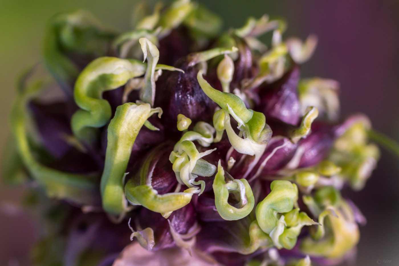 Sony SLT-A77 + Tamron AF 55-200mm F4-5.6 Di II LD Macro sample photo. Seedhead of garlic photography