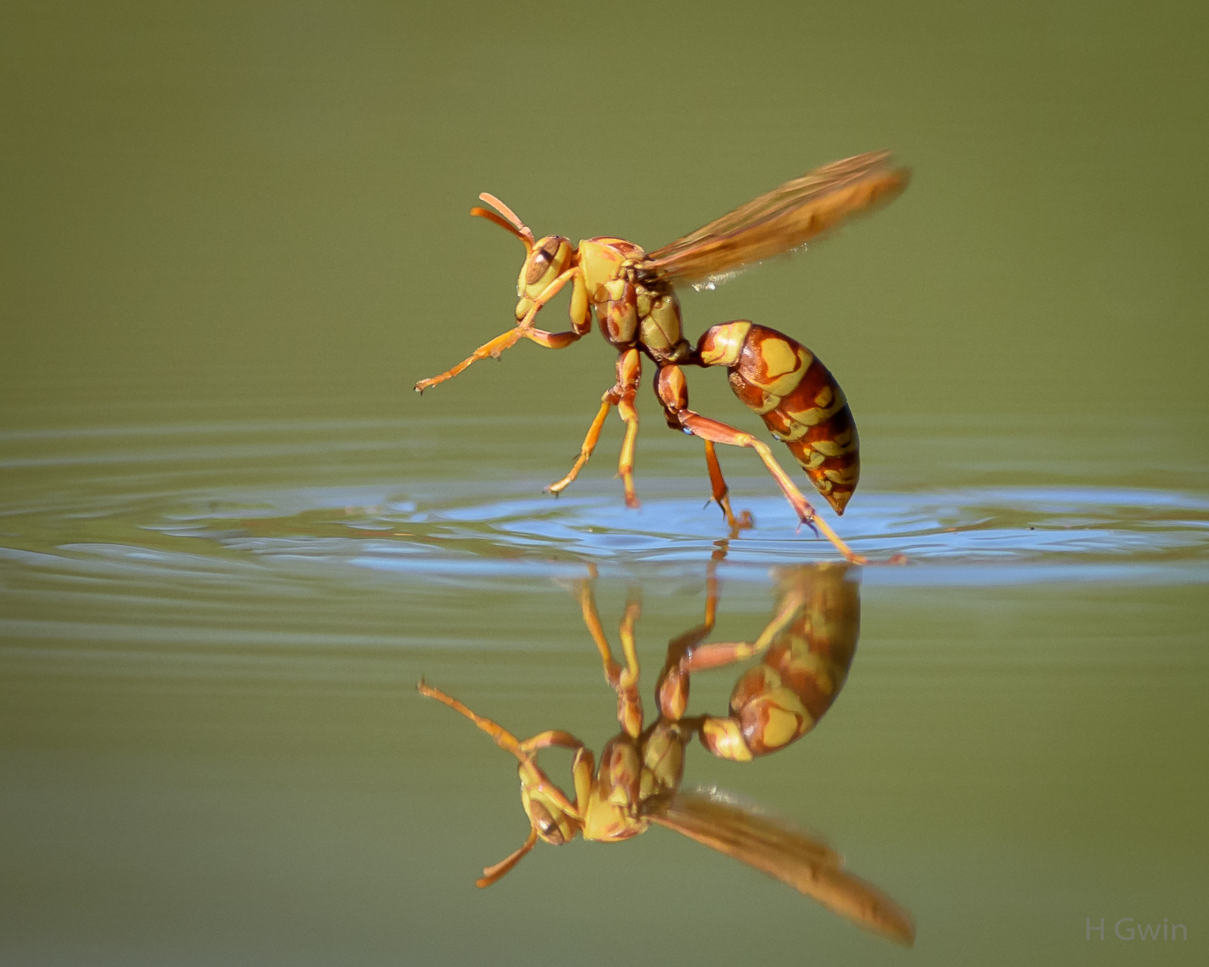 Nikon AF-S Nikkor 300mm F2.8G ED VR II sample photo. Paper wasp photography