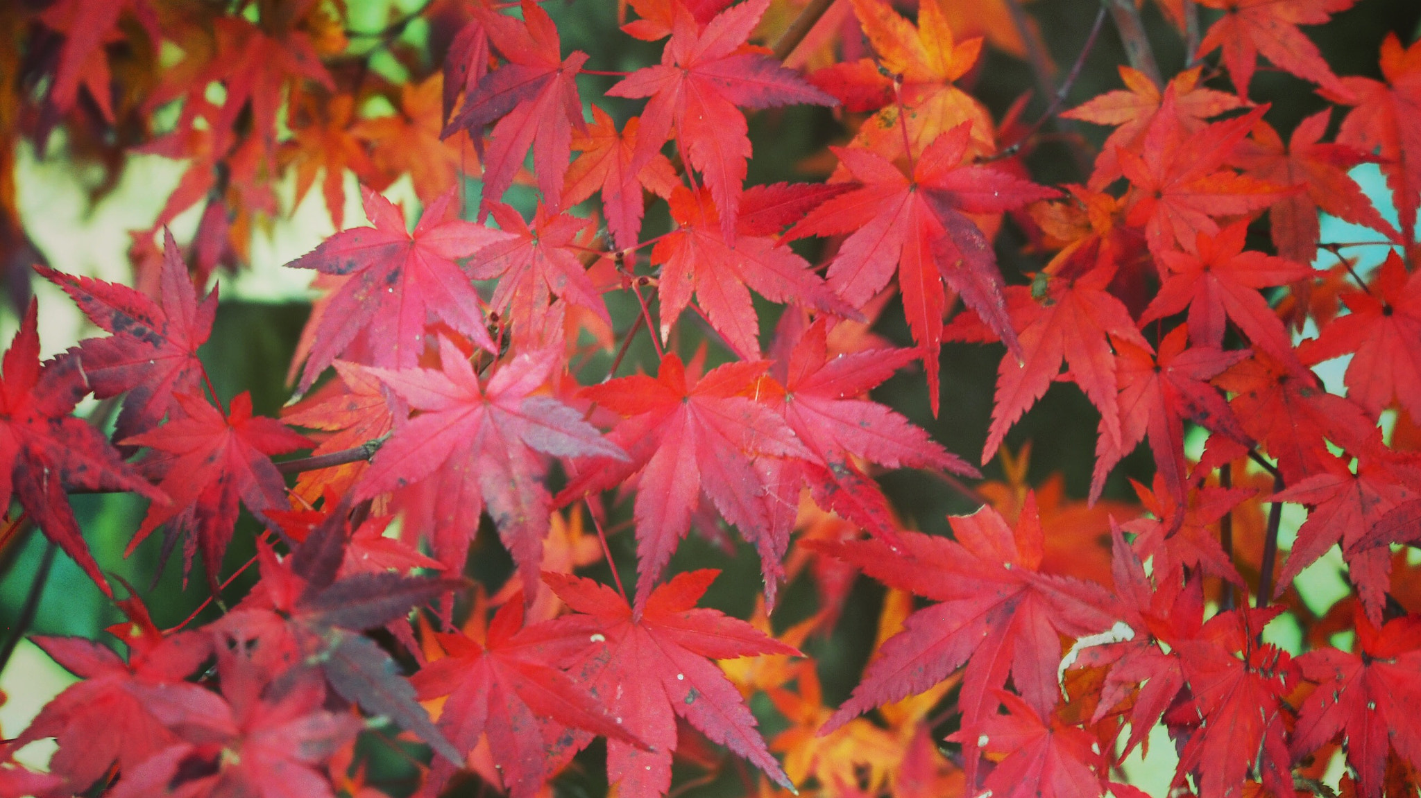 Olympus PEN E-PL6 sample photo
