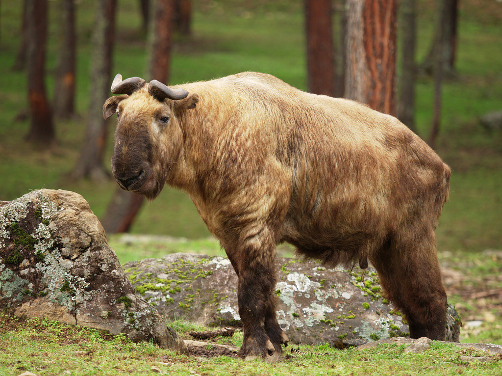 takin by Alex Luper on 500px.com