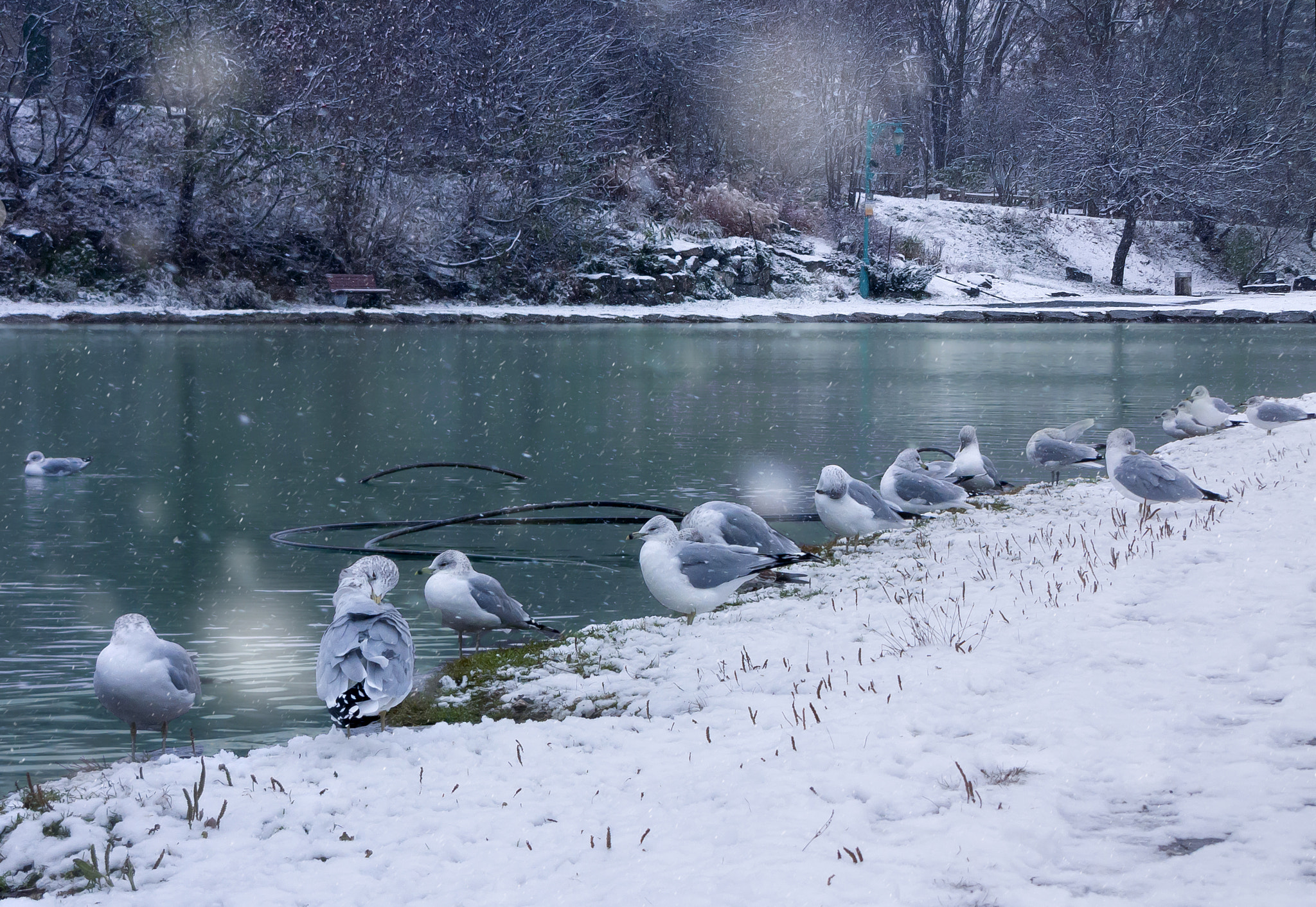 Canon PowerShot SX1 IS sample photo. Winter pond photography