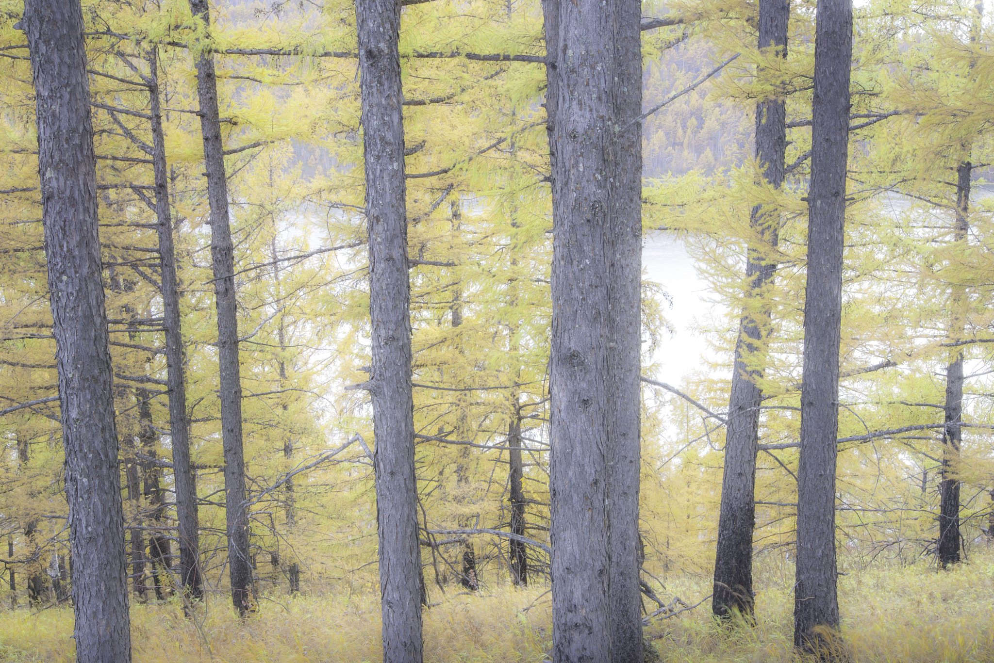 Nikon D600 sample photo. Colour of autumn forest photography
