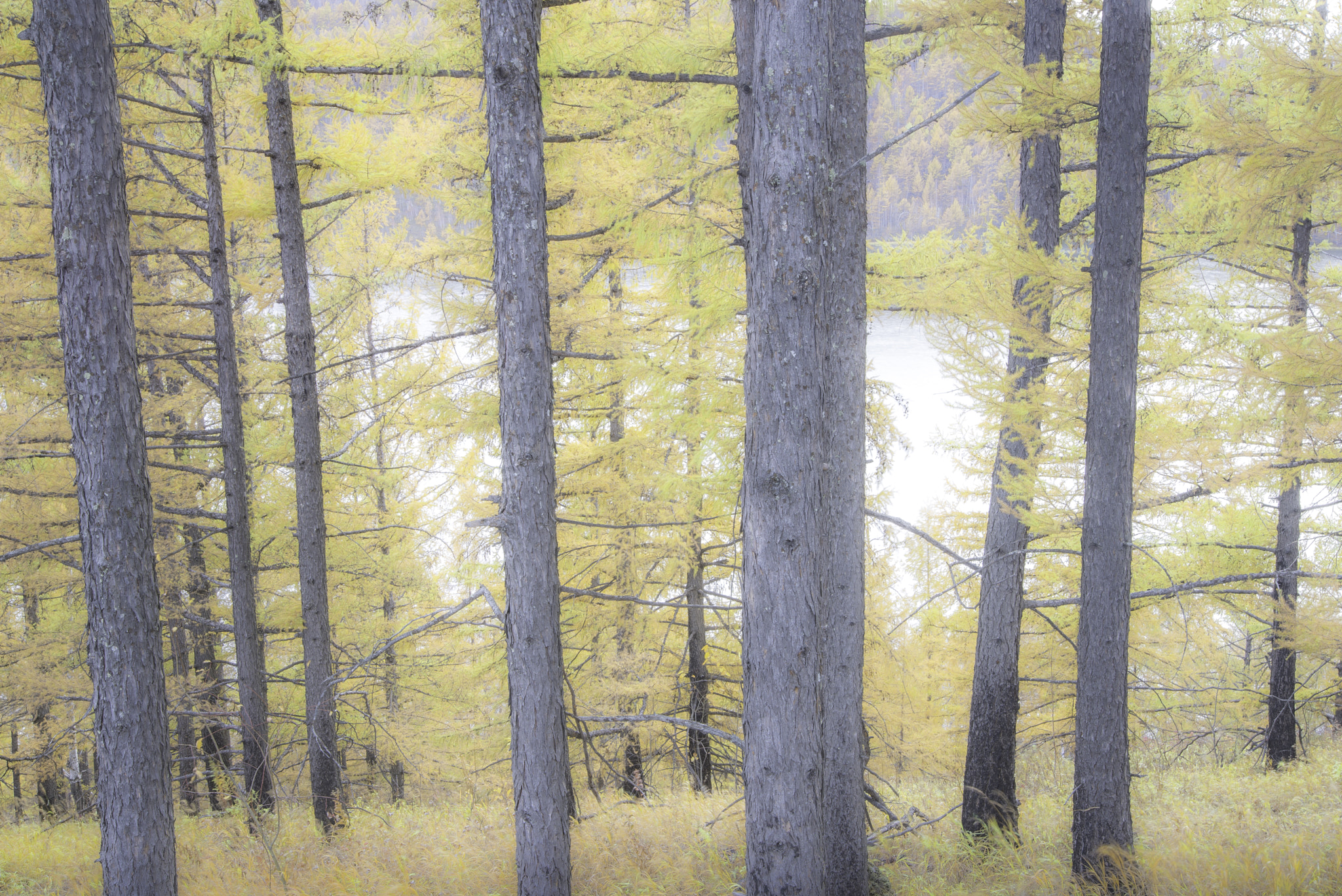 Nikon AF Nikkor 24-85mm F2.8-4D IF sample photo. Colour of autumn forest photography