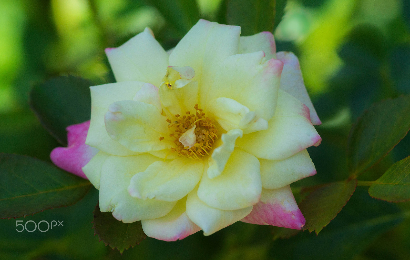 Sony a99 II + Minolta AF 100mm F2.8 Macro [New] sample photo. Shrub rose "music box" photography