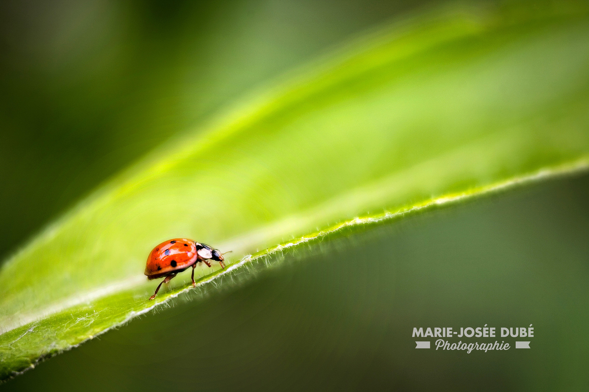 Canon EOS 5D + Canon EF 100mm F2.8 Macro USM sample photo