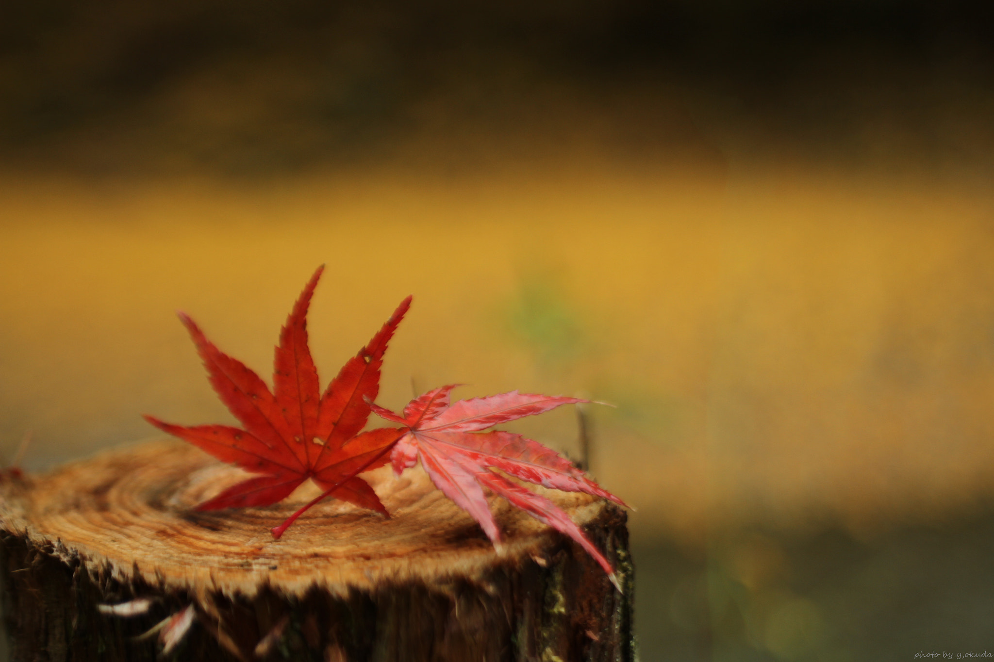 Canon EOS 7D sample photo. Autumn leaves　紅葉 photography