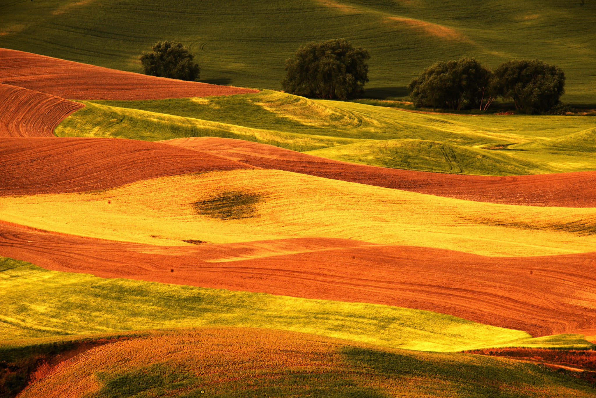 Nikon D800 sample photo. Wheat field photography