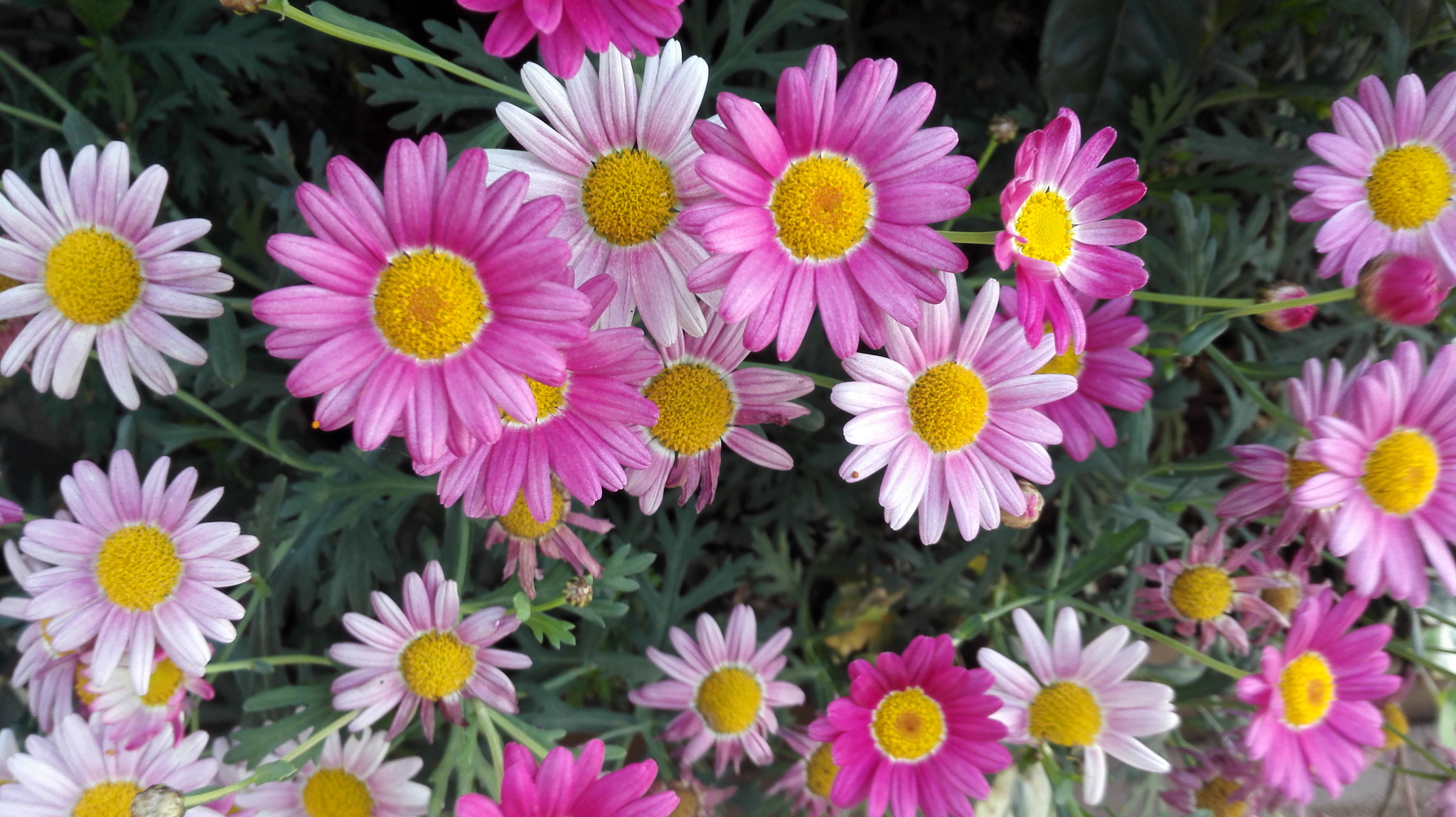HUAWEI H60-L01 sample photo