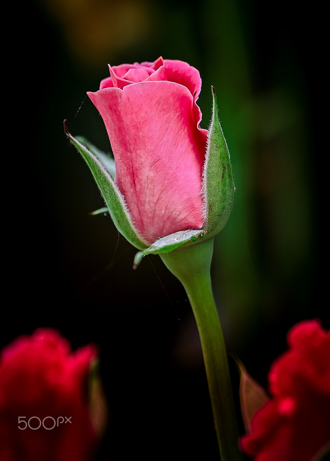 Fujifilm X-T2 + Fujifilm XC 50-230mm F4.5-6.7 OIS sample photo. Spring rose photography