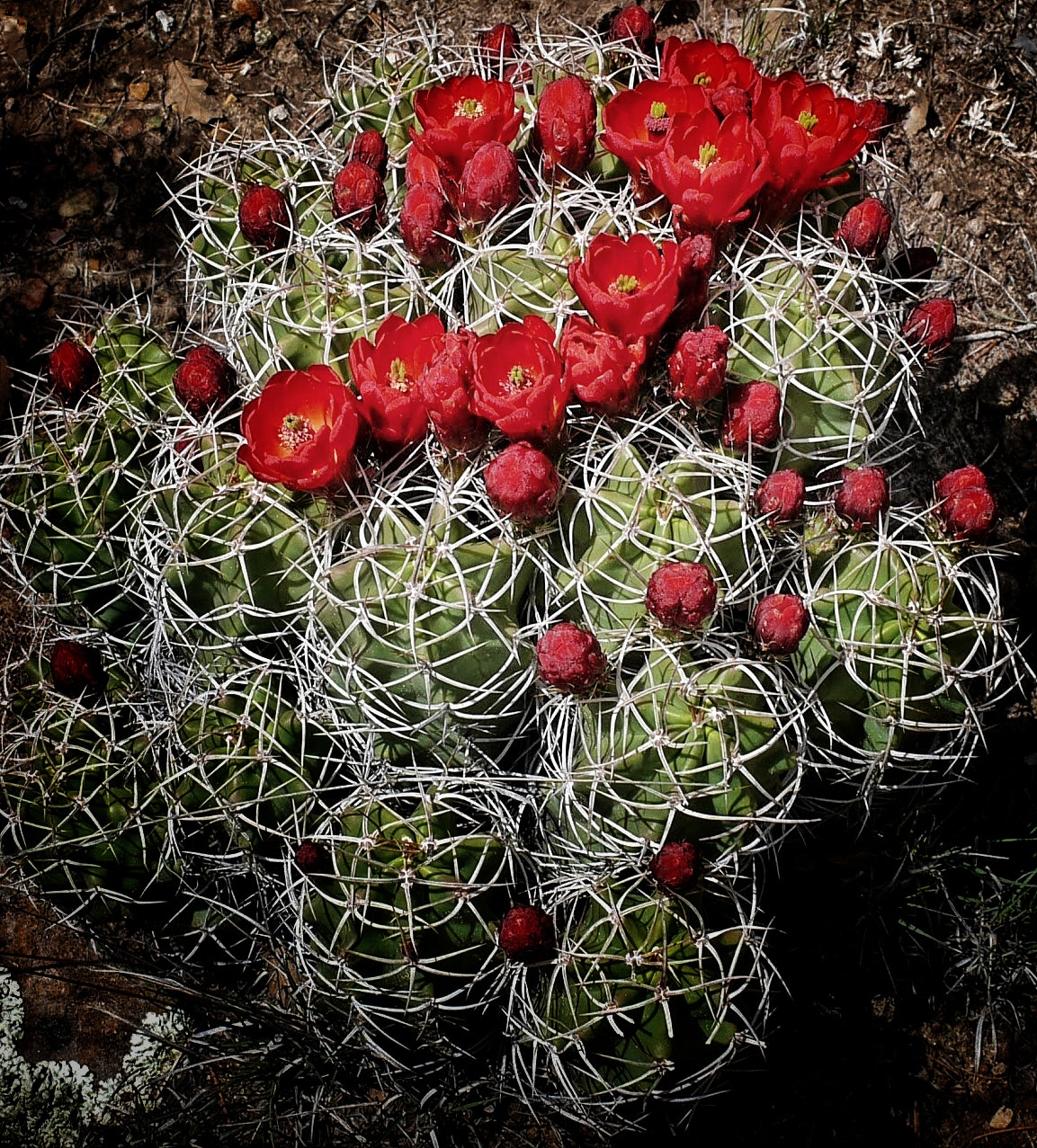 Panasonic Lumix DMC-L1 sample photo. Cactus photography