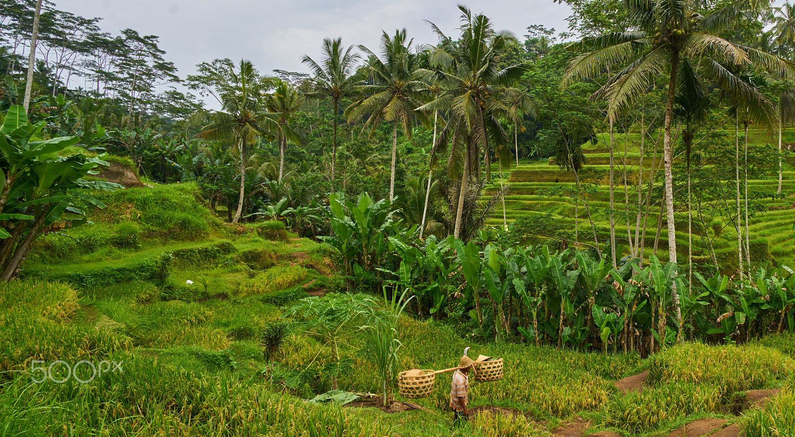 Sony a7R II sample photo. Tegalalang rice terrace photography