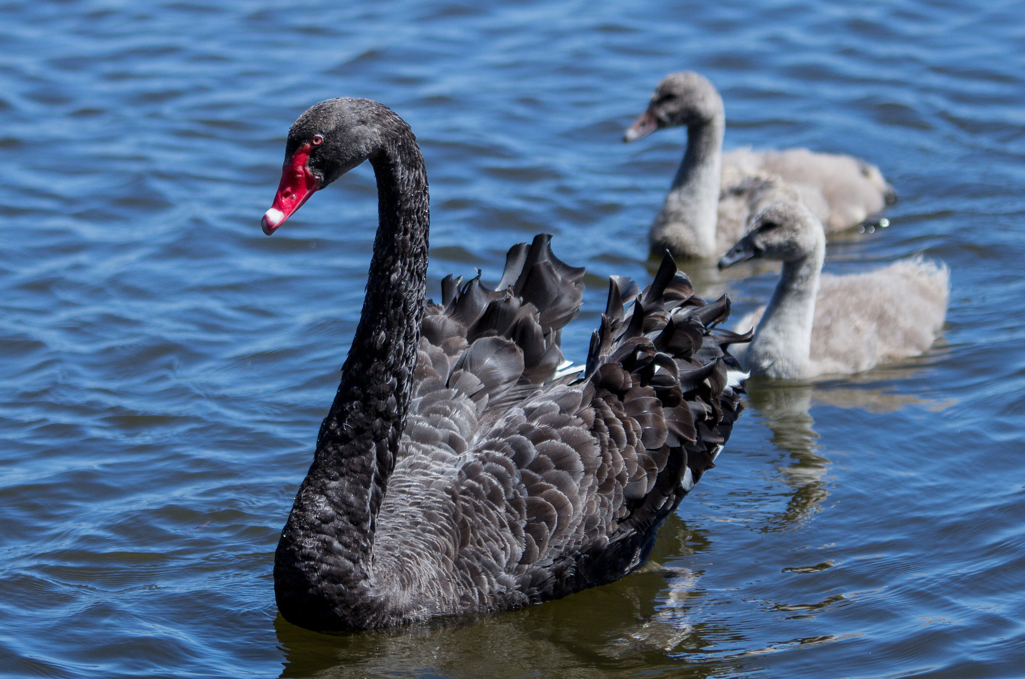 Canon EOS 60D sample photo. Black swans photography