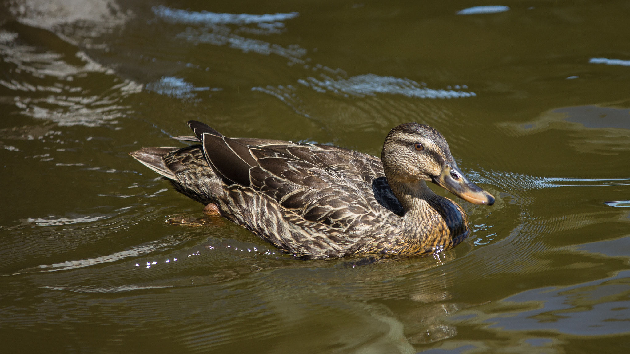 Canon EOS 60D + Sigma 70-200mm F2.8 EX DG OS HSM sample photo. Duck photography