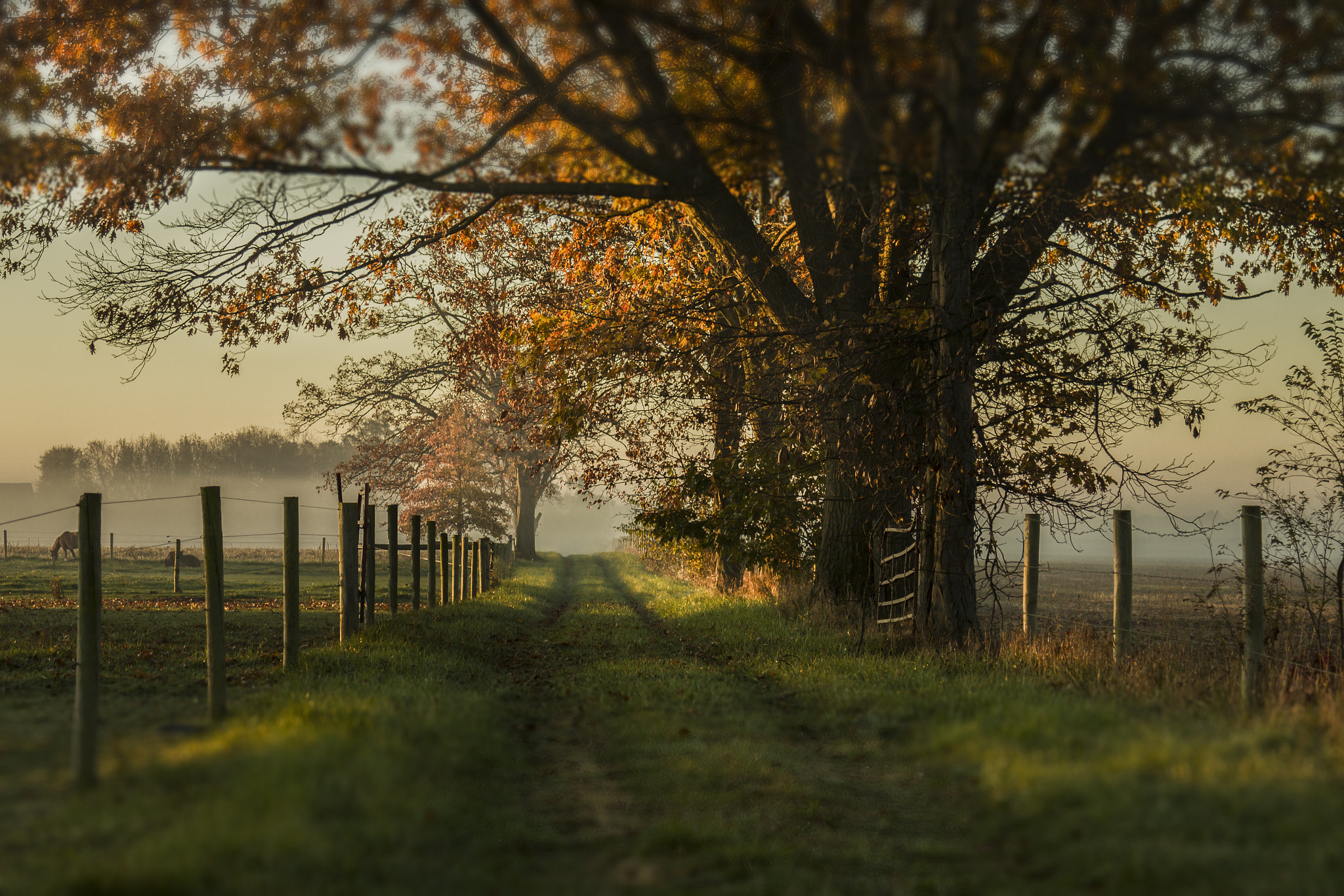 Canon EOS 600D (Rebel EOS T3i / EOS Kiss X5) sample photo. Autumn lovers lane photography