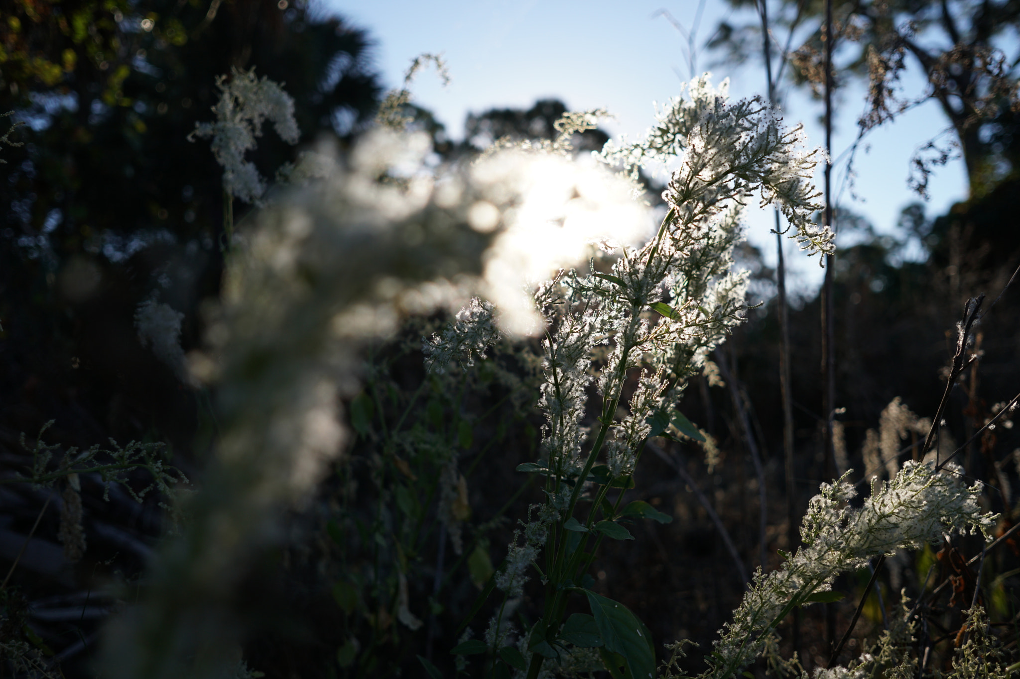 Sony a6300 + Sigma 19mm F2.8 EX DN sample photo. Piper photography