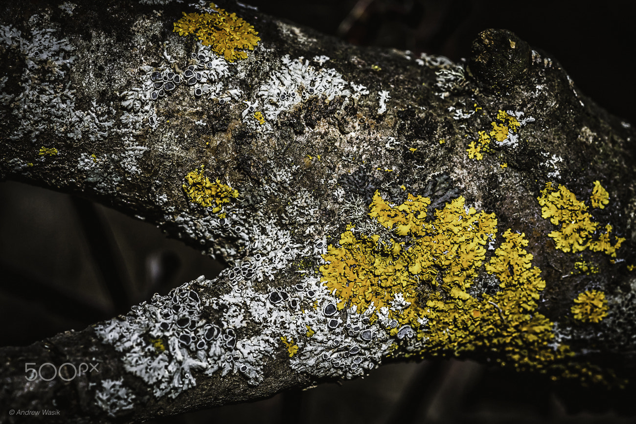 Sony a6300 sample photo. Lichen on the tree photography