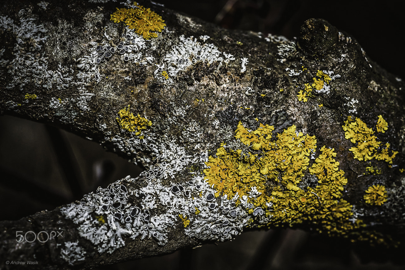 Sony a6300 + Sony FE 90mm F2.8 Macro G OSS sample photo. Lichen on the tree photography