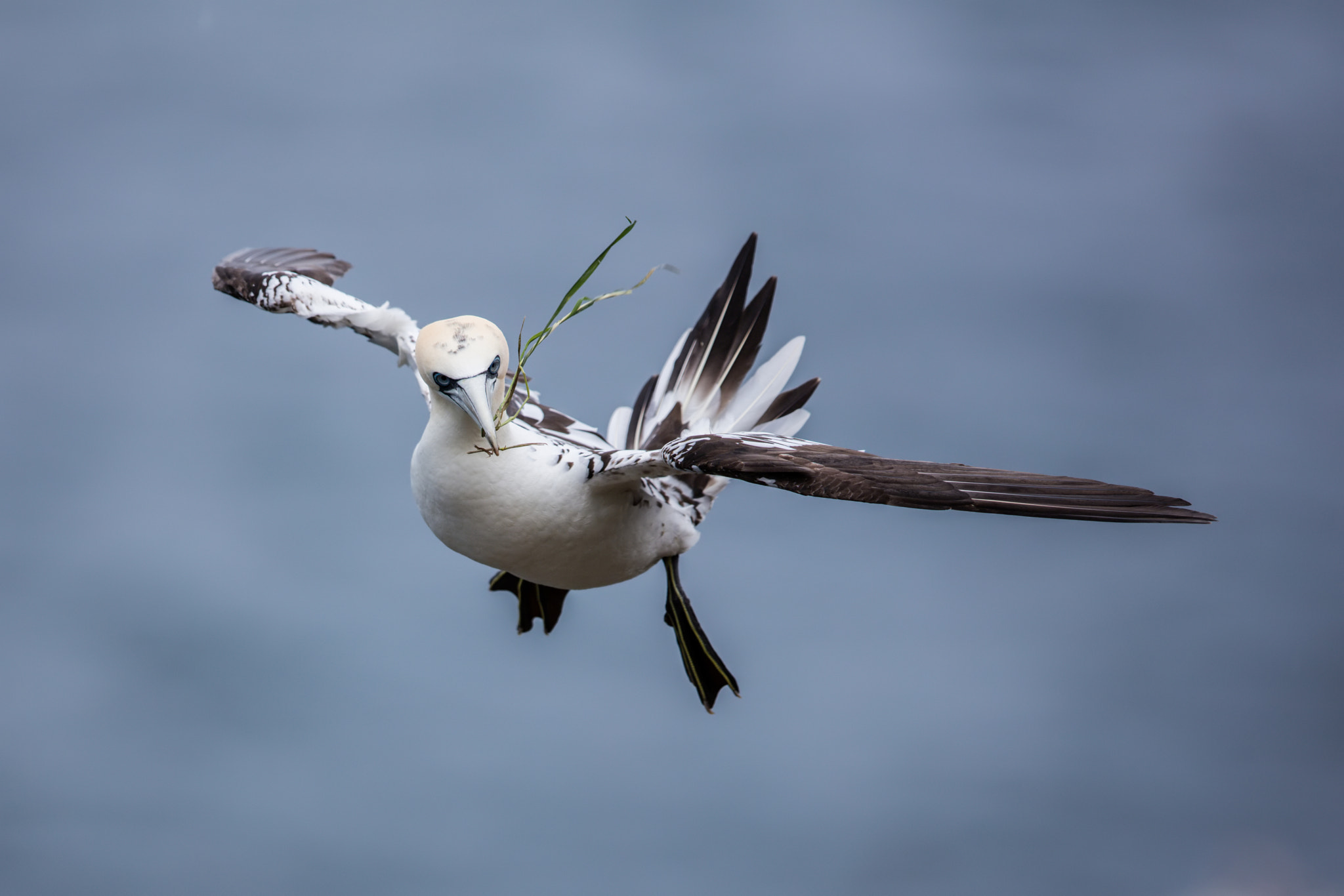 Canon EF 600mm F4L IS II USM sample photo. Filtered photography