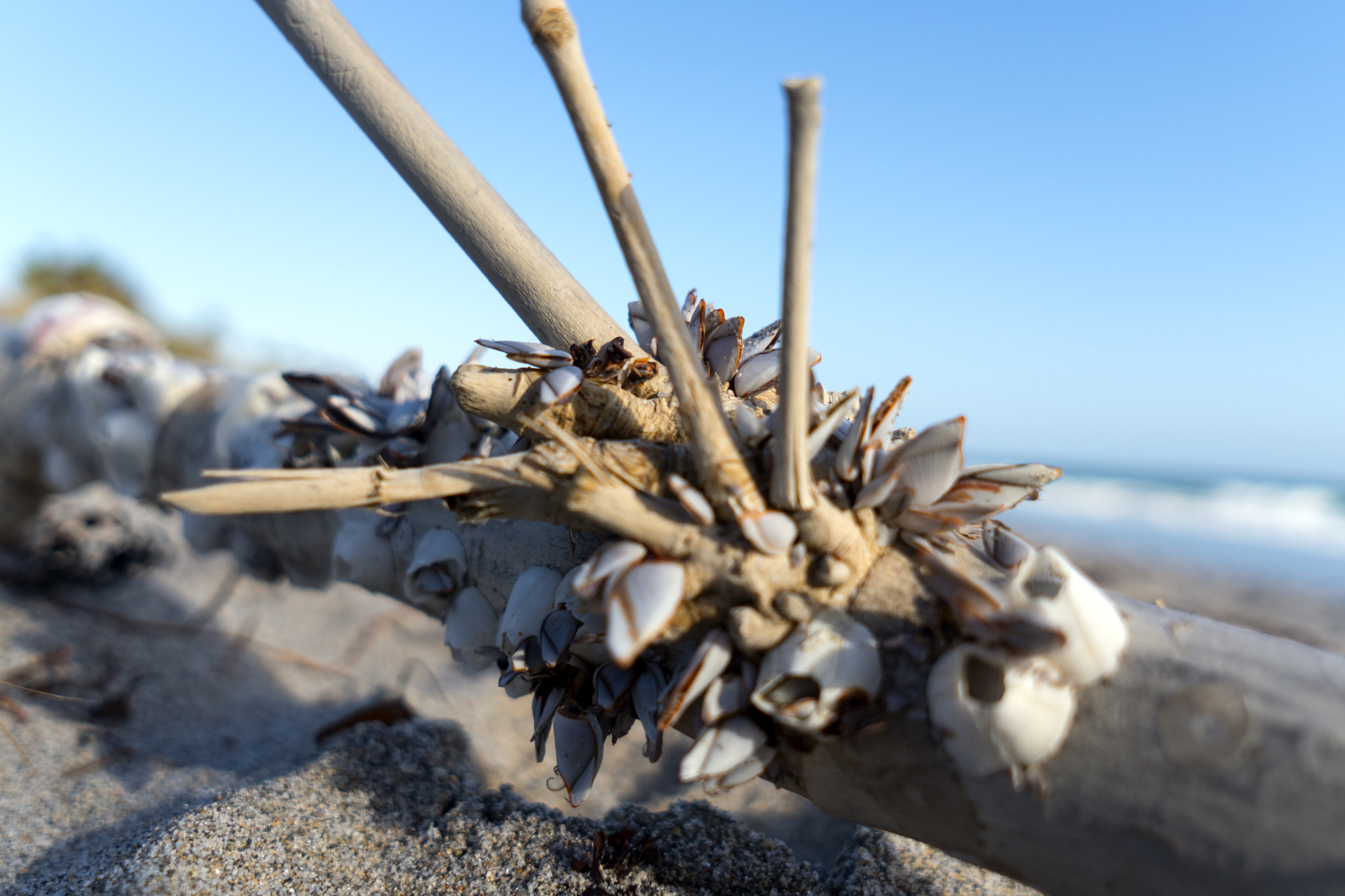 Sony a6300 + Sigma 19mm F2.8 EX DN sample photo. Ashore photography