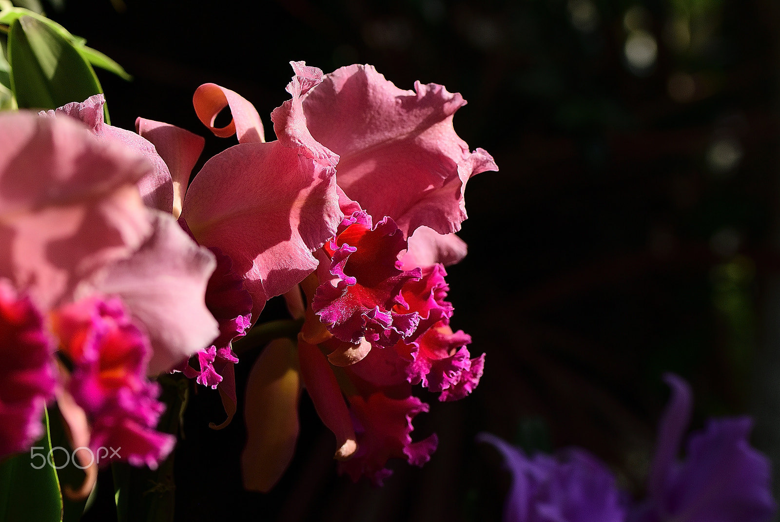 Nikon D200 sample photo. Orchid flower misty lady~神戸洋蘭展～ photography