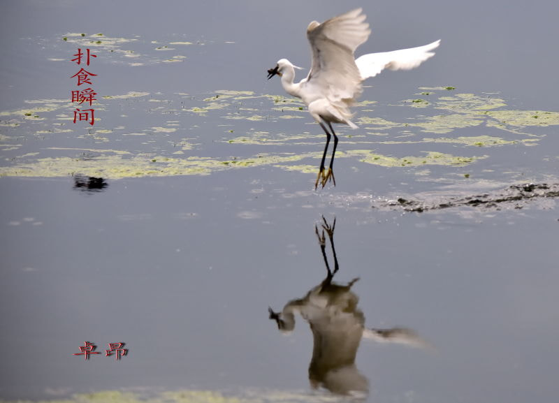 Sigma 150-500mm F5-6.3 DG OS HSM sample photo.   photography