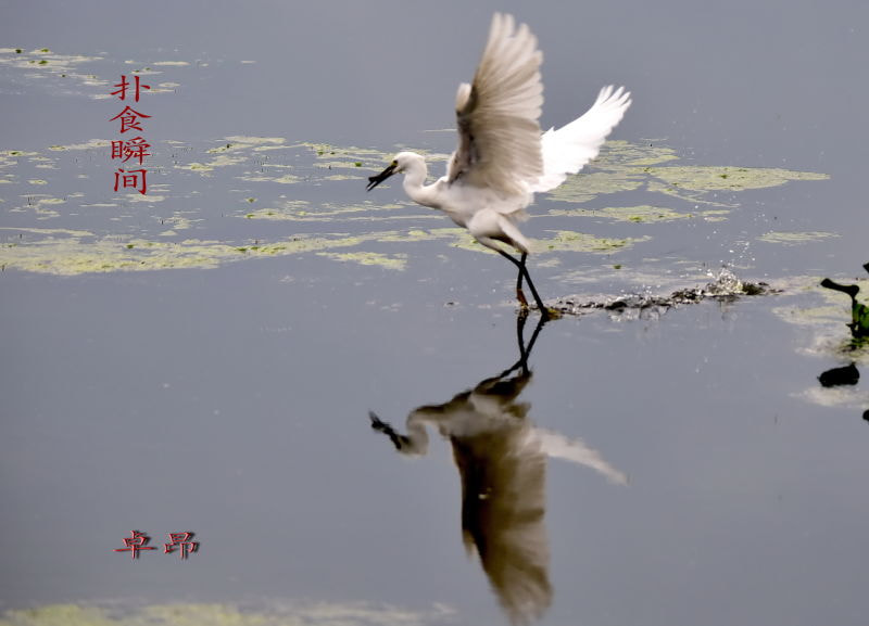 Sigma 150-500mm F5-6.3 DG OS HSM sample photo.   photography