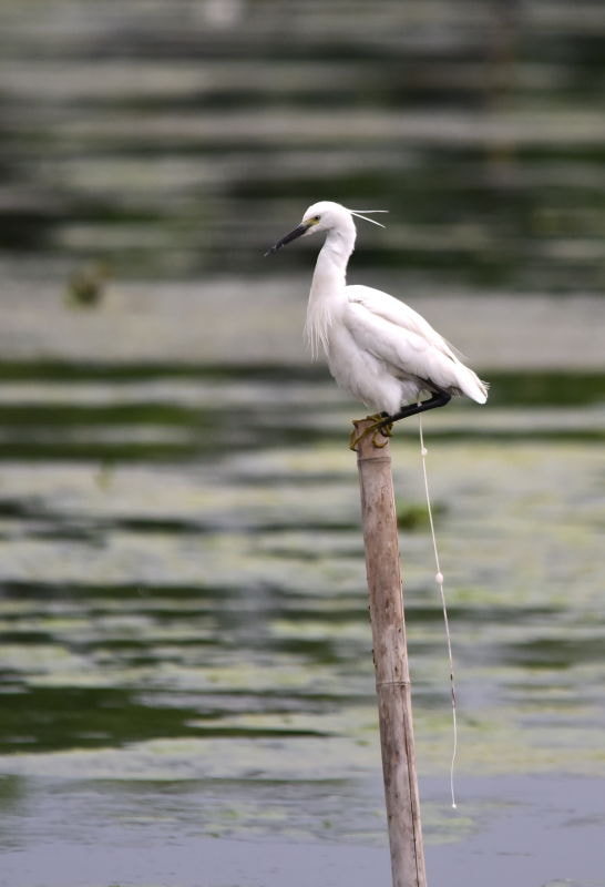 Sigma 150-500mm F5-6.3 DG OS HSM sample photo.   photography