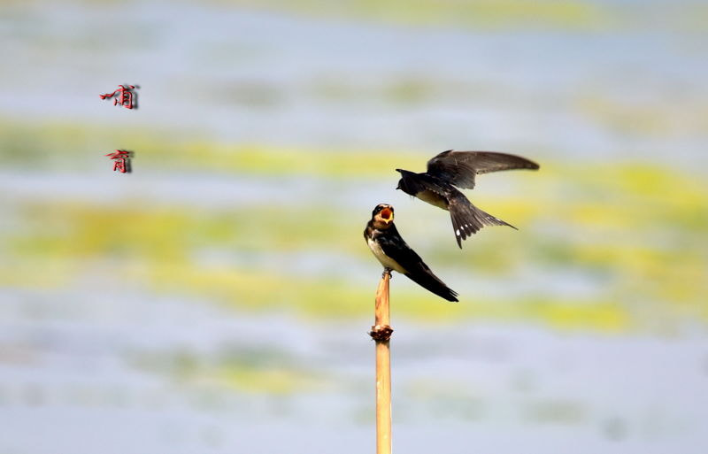 Sigma 150-500mm F5-6.3 DG OS HSM sample photo.   photography