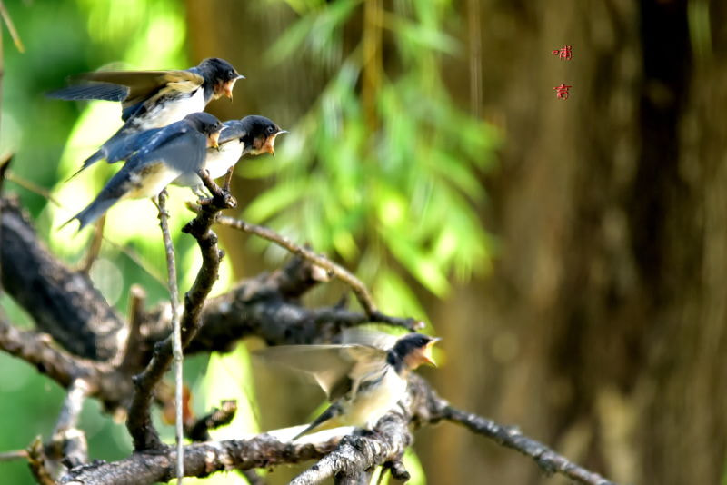 Sigma 150-500mm F5-6.3 DG OS HSM sample photo.   photography