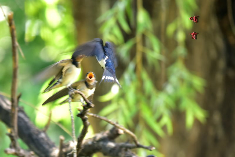 Sigma 150-500mm F5-6.3 DG OS HSM sample photo.   photography