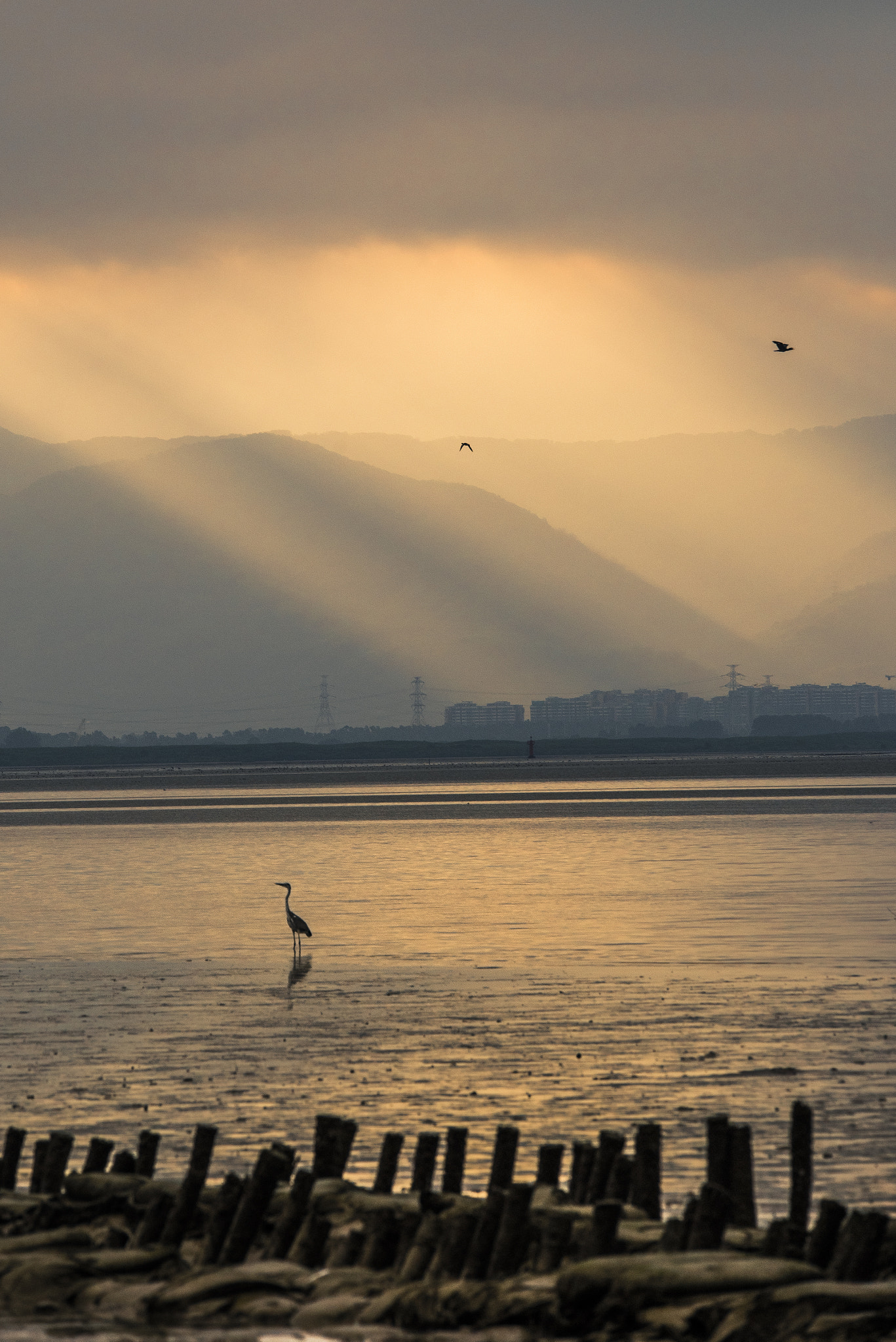 Sigma 150-500mm F5-6.3 DG OS HSM sample photo. Morning bird on the bay photography