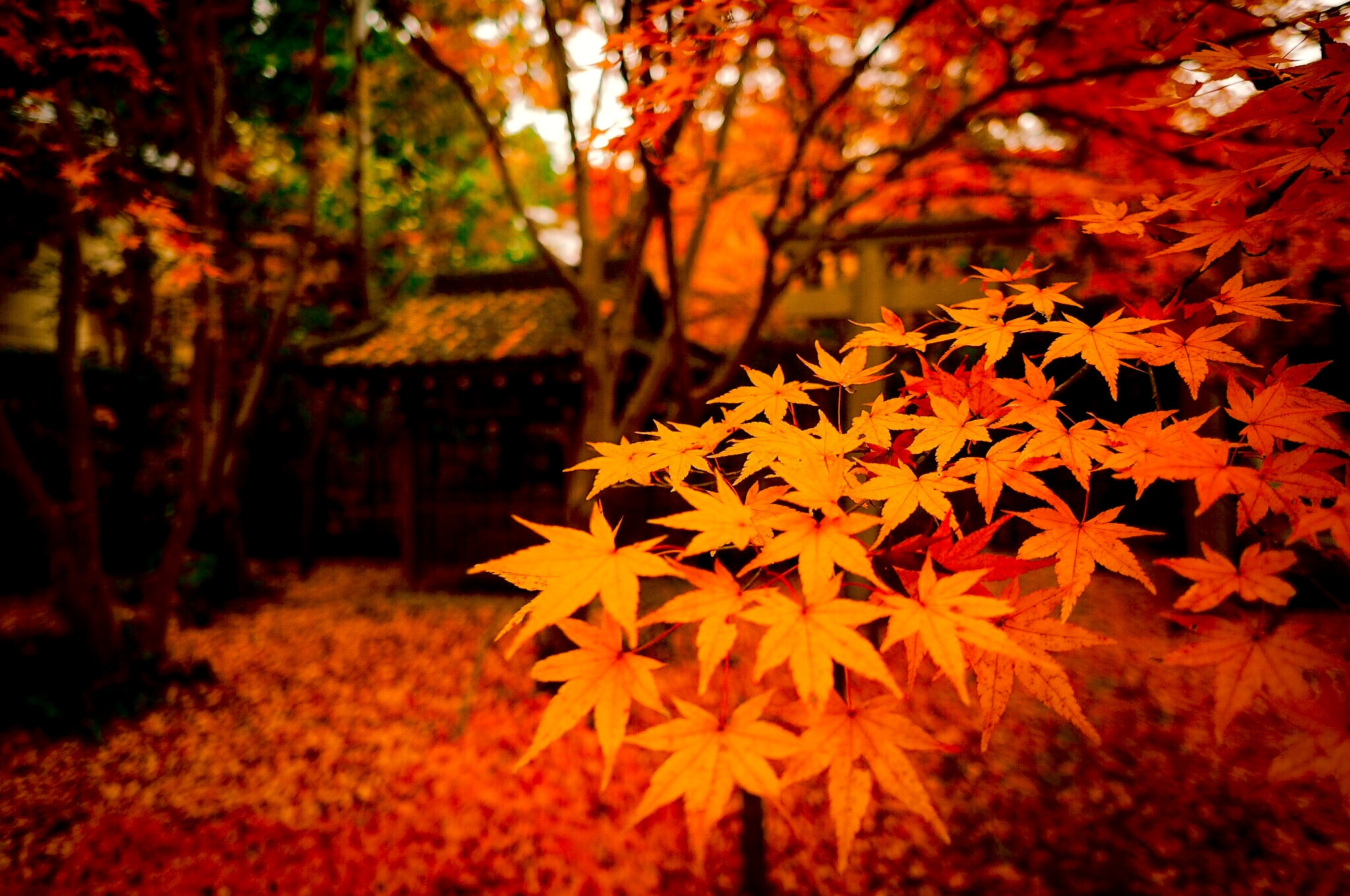 OLYMPUS M.12mm F2.0 sample photo. 蓮華寺 photography