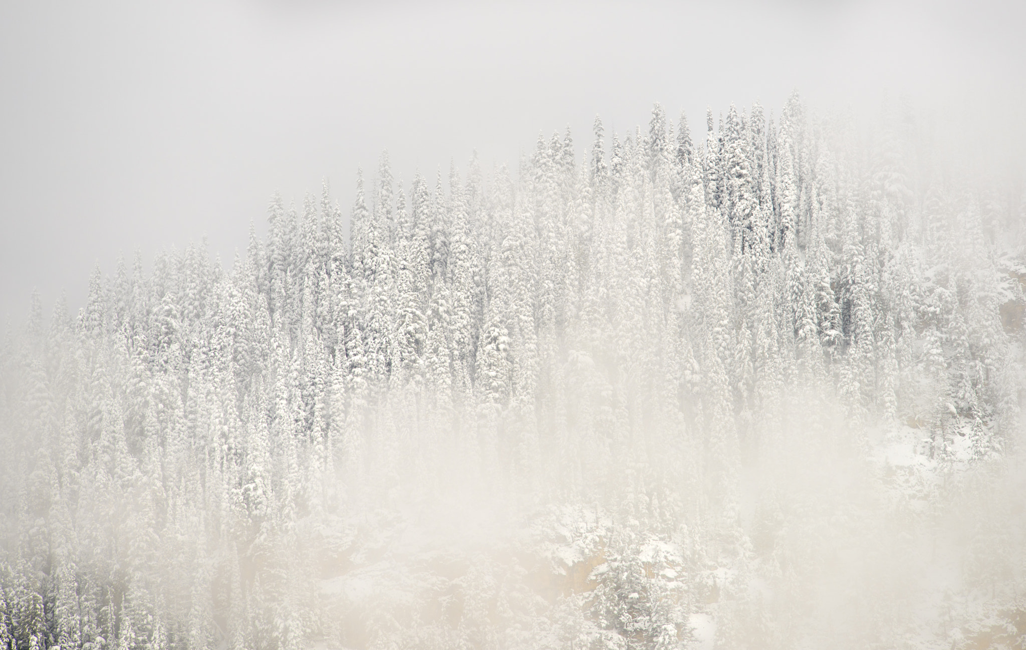 Nikon D810 sample photo. Winter's veil photography