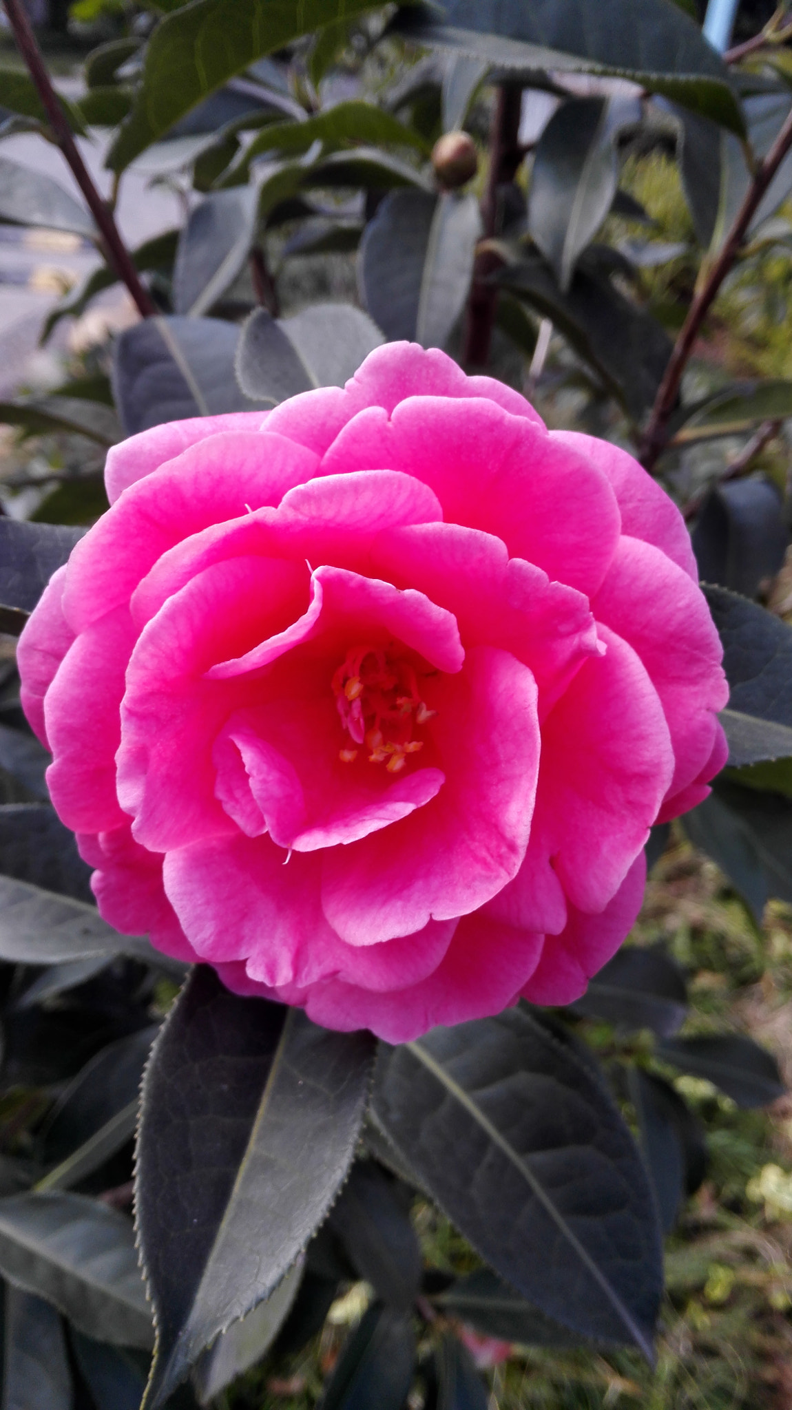 HUAWEI H60-L01 sample photo