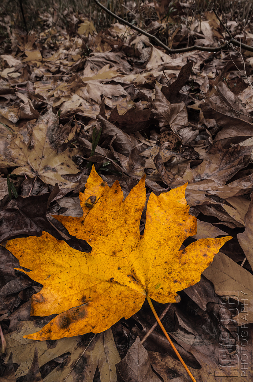 HD Pentax DA 15mm F4 ED AL Limited sample photo. Stands out in a crowd! photography