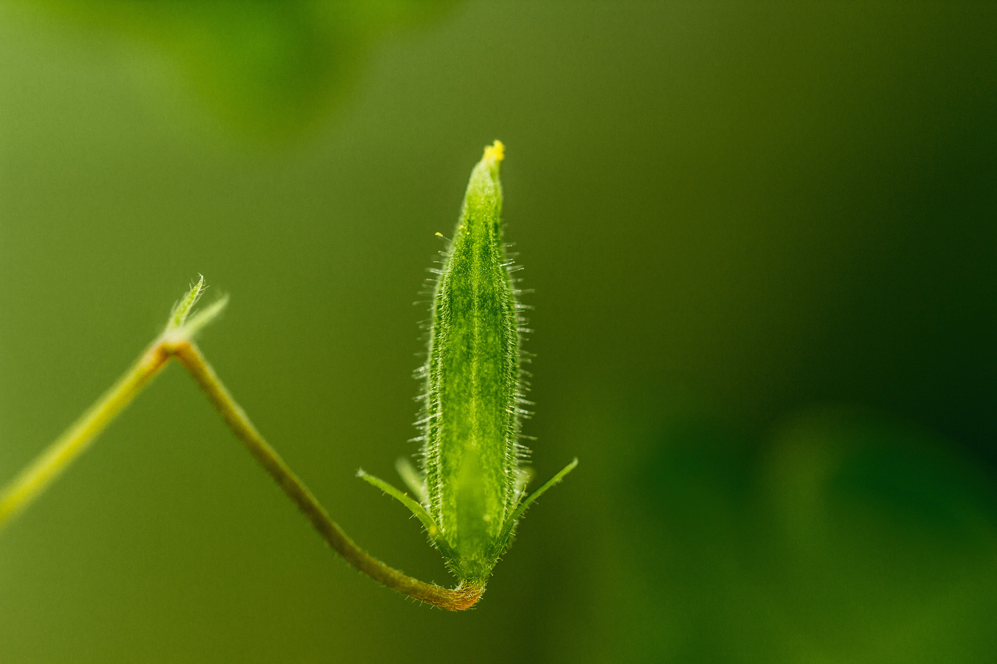 Canon EF 100mm F2.8L Macro IS USM sample photo. Tiny secrets photography