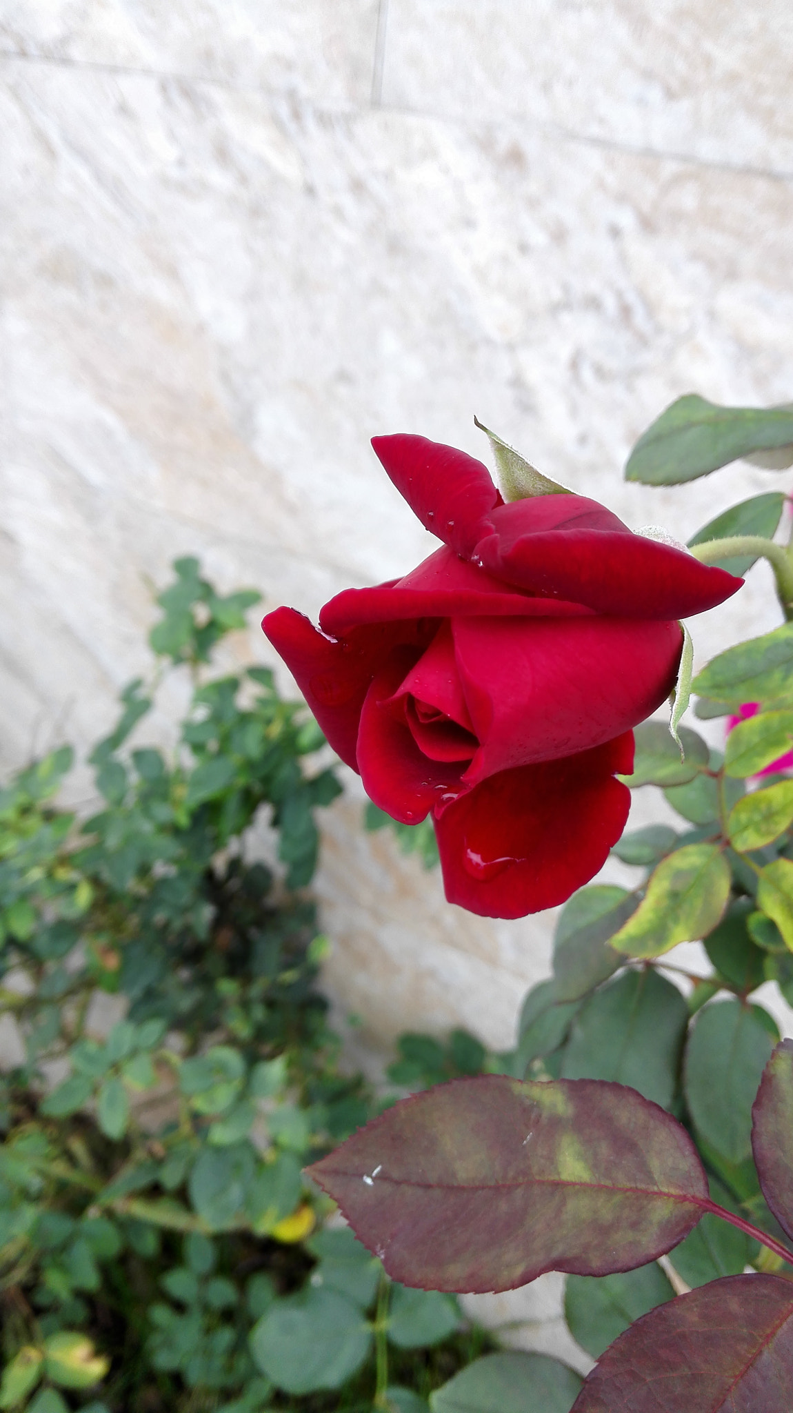 HUAWEI H60-L01 sample photo