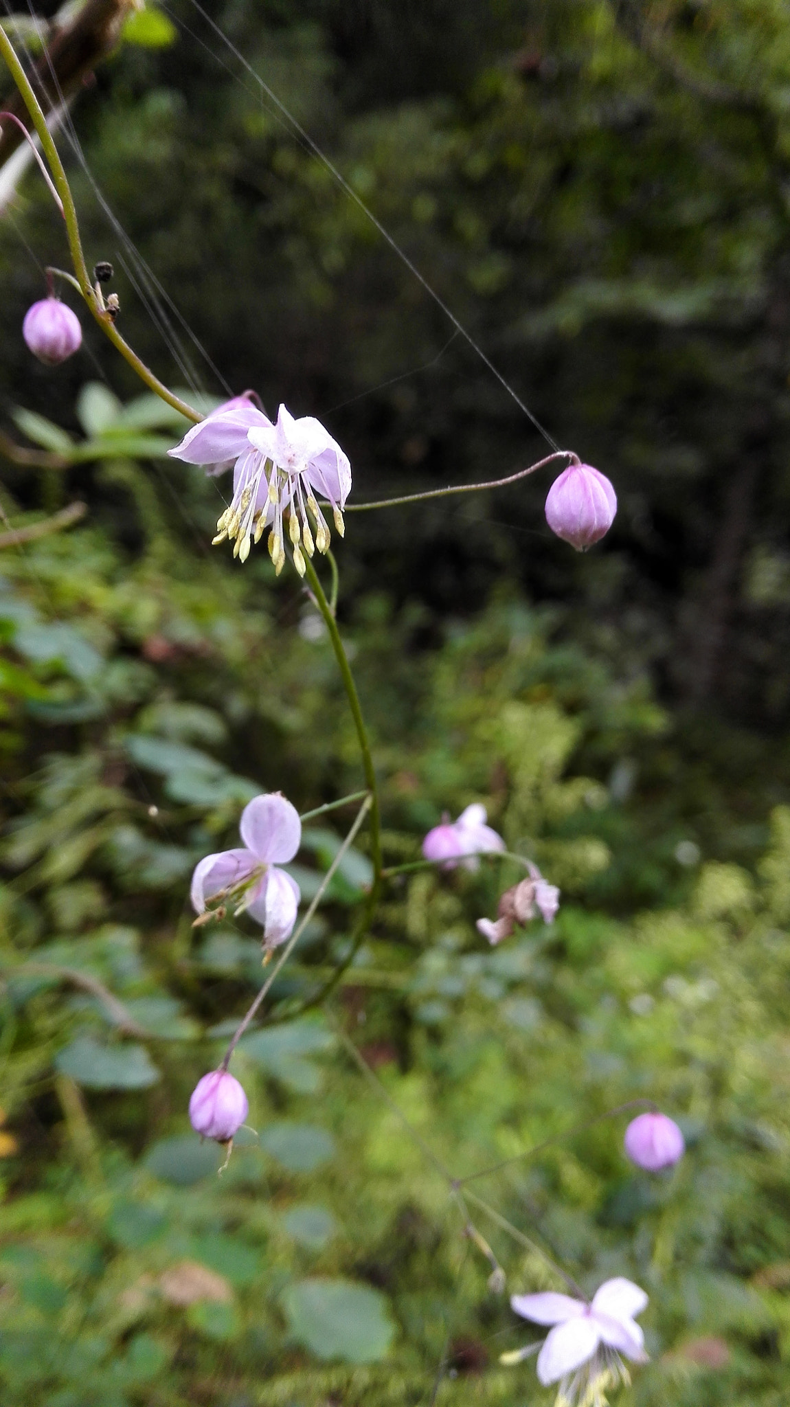 HUAWEI H60-L01 sample photo