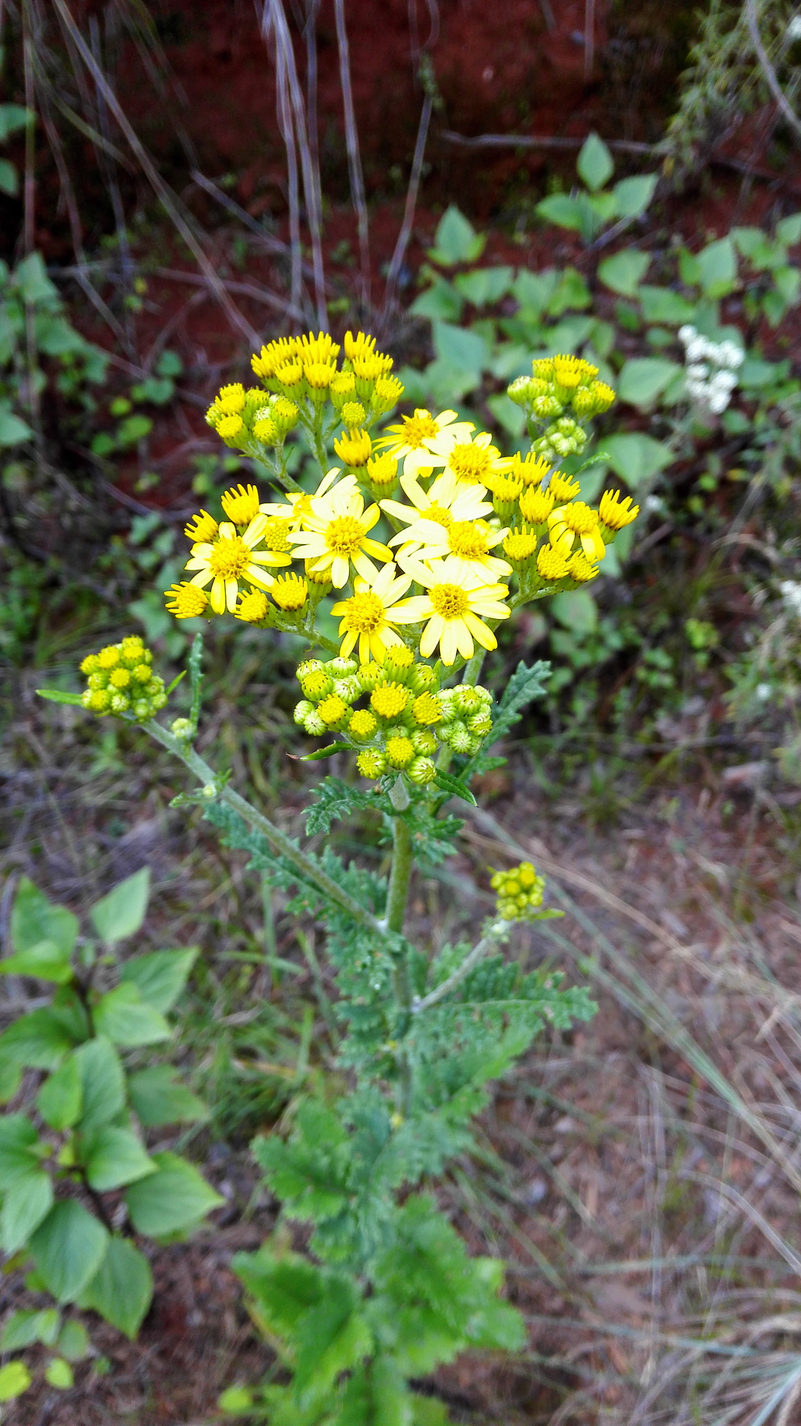 HUAWEI H60-L01 sample photo