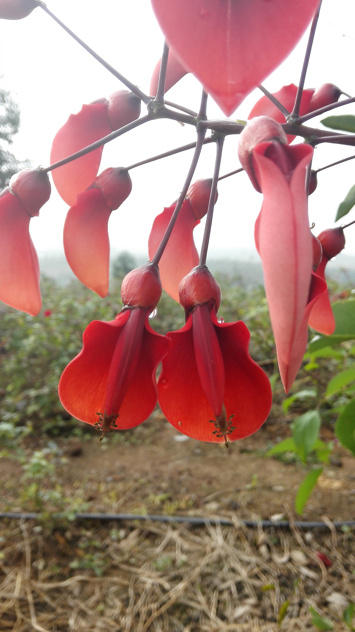 HUAWEI H60-L01 sample photo