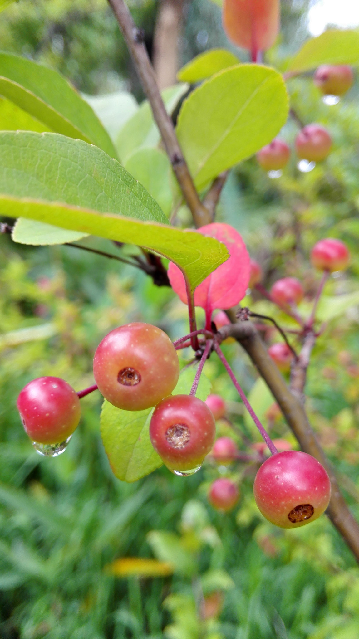 HUAWEI H60-L01 sample photo