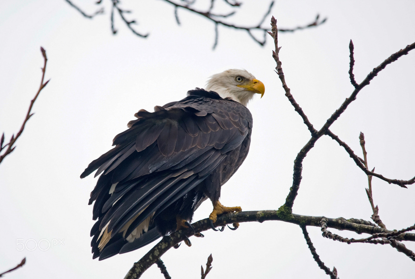 Sigma 150-500mm F5-6.3 DG OS HSM sample photo. Bald eagle photography